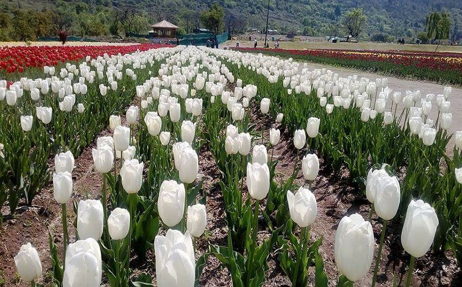 Tulip Garden, Srinagar